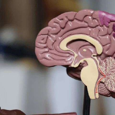 Improve Brain Function